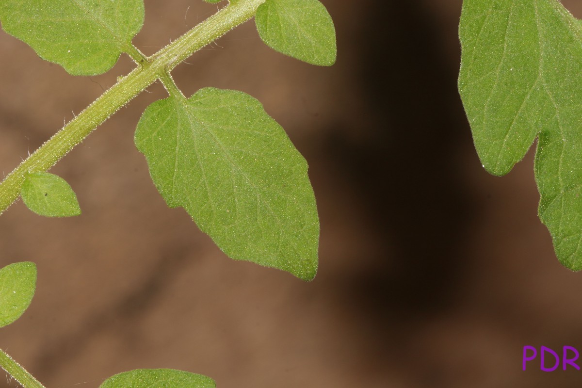 Solanum lycopersicum L.